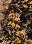 Euphorbia sp Archers Post PV2706 Archers Post Kenya 2014_0341.jpg